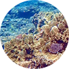 沖縄・風化造礁サンゴの化石天然ウォールマテリアル